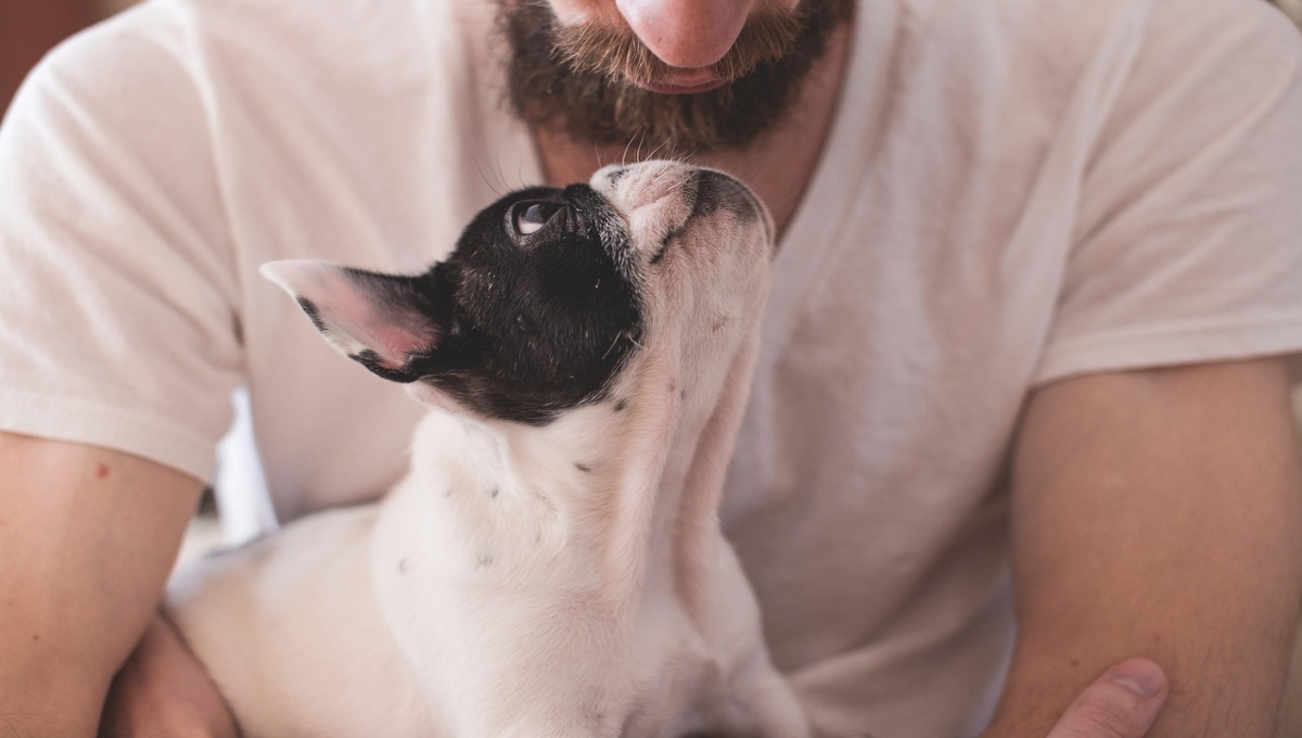 ¿Qué son los seguros para mascotas y qué es lo que cubren?