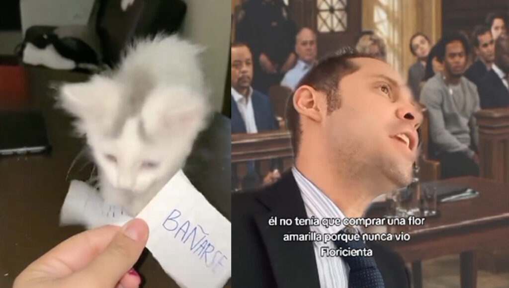 ¿Quién es Michi Amaro? El abogado de gatos más viral de TikTok
