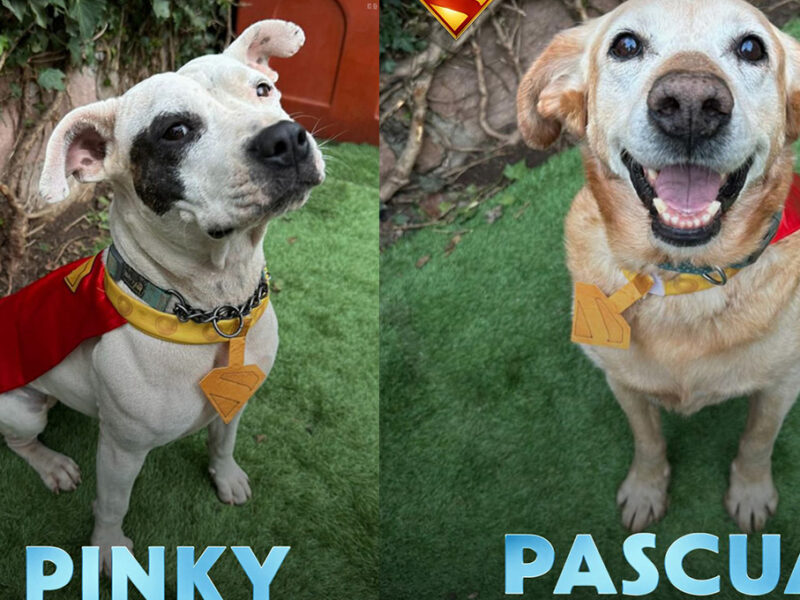 ¿Quieres adoptar a un Krypto como Superman? Así es la campaña de Warner Bros para lograrlo