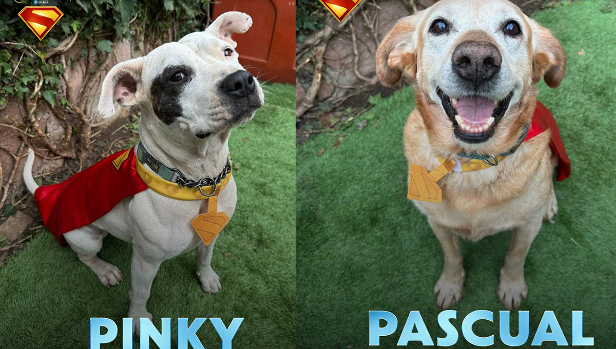 ¿Quieres adoptar a un Krypto como Superman? Así es la campaña de Warner Bros para lograrlo