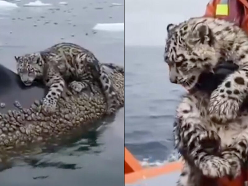 ¿Un delfín rescató a un leopardo de ahogarse? Video con IA vuelve a confundirnos de la realidad