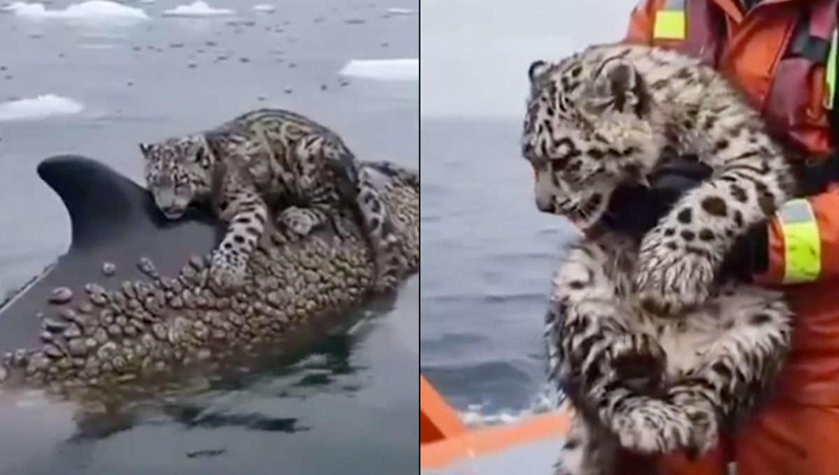 ¿Un delfín rescató a un leopardo de ahogarse? Video con IA vuelve a confundirnos de la realidad