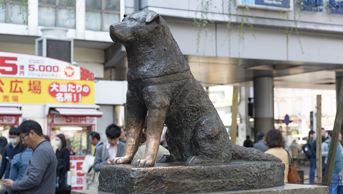 "Hachiko de Culiacán": este perro sigue esperando a su dueño en el mismo lugar donde perdió la vida