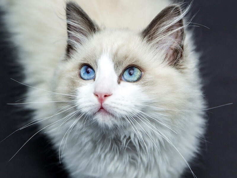 Abuelito ofrece dejar toda su fortuna con una condición: ciudar a su gatito