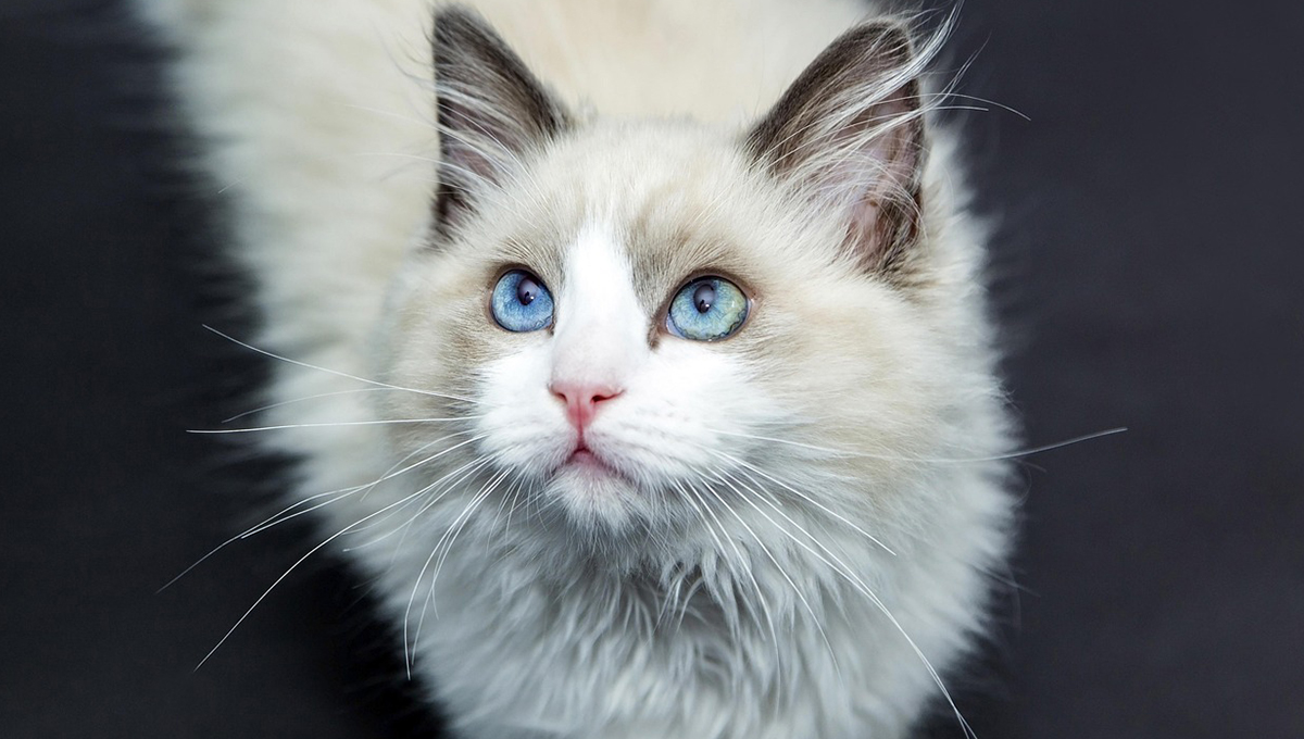 Abuelito ofrece dejar toda su fortuna con una condición: ciudar a su gatito