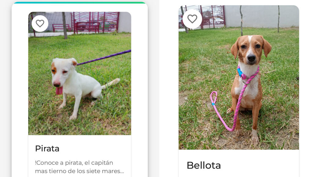 Así es el "Tinder" de la adopción para buscar a tu primera mascota