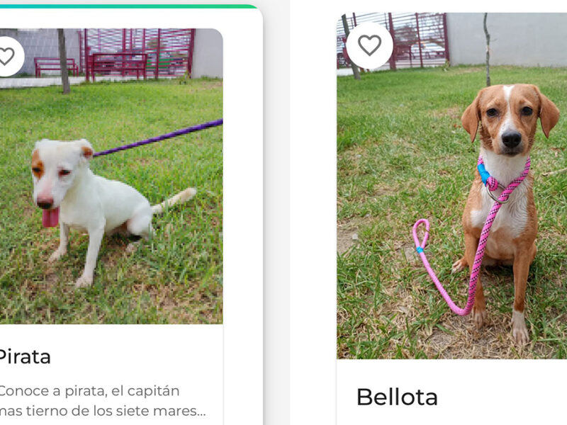 Así es el "Tinder" de la adopción para buscar a tu primera mascota