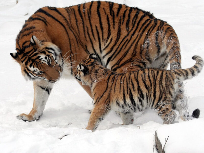 Así fue como mamá tigre RESCATÓ a su bebé que estaba a punto de escapar