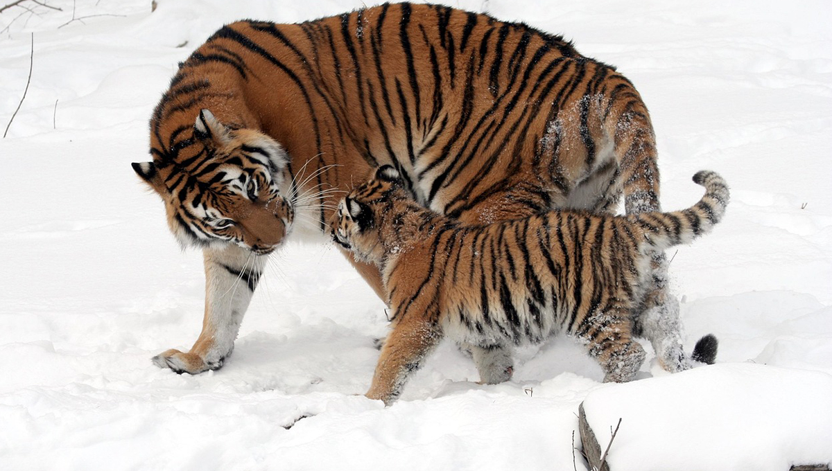 Así fue como mamá tigre RESCATÓ a su bebé que estaba a punto de escapar
