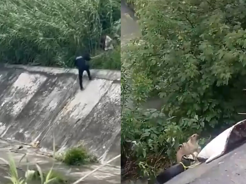 Así fue el increíble rescate del niño que se lanzó a arroyo para salvar a perro en peligro