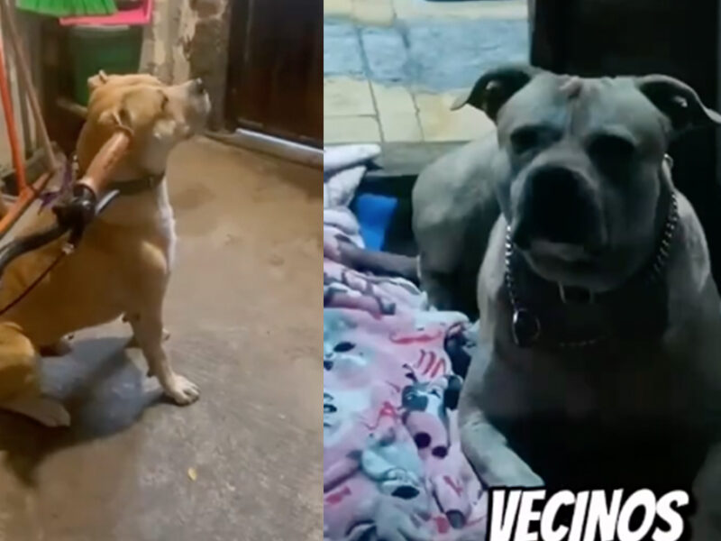 Buscan adopción para "Chetito", perro abandonado que trabaja como recolector de basura