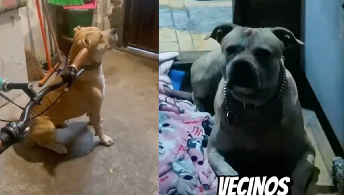 Buscan adopción para "Chetito", perro abandonado que trabaja como recolector de basura