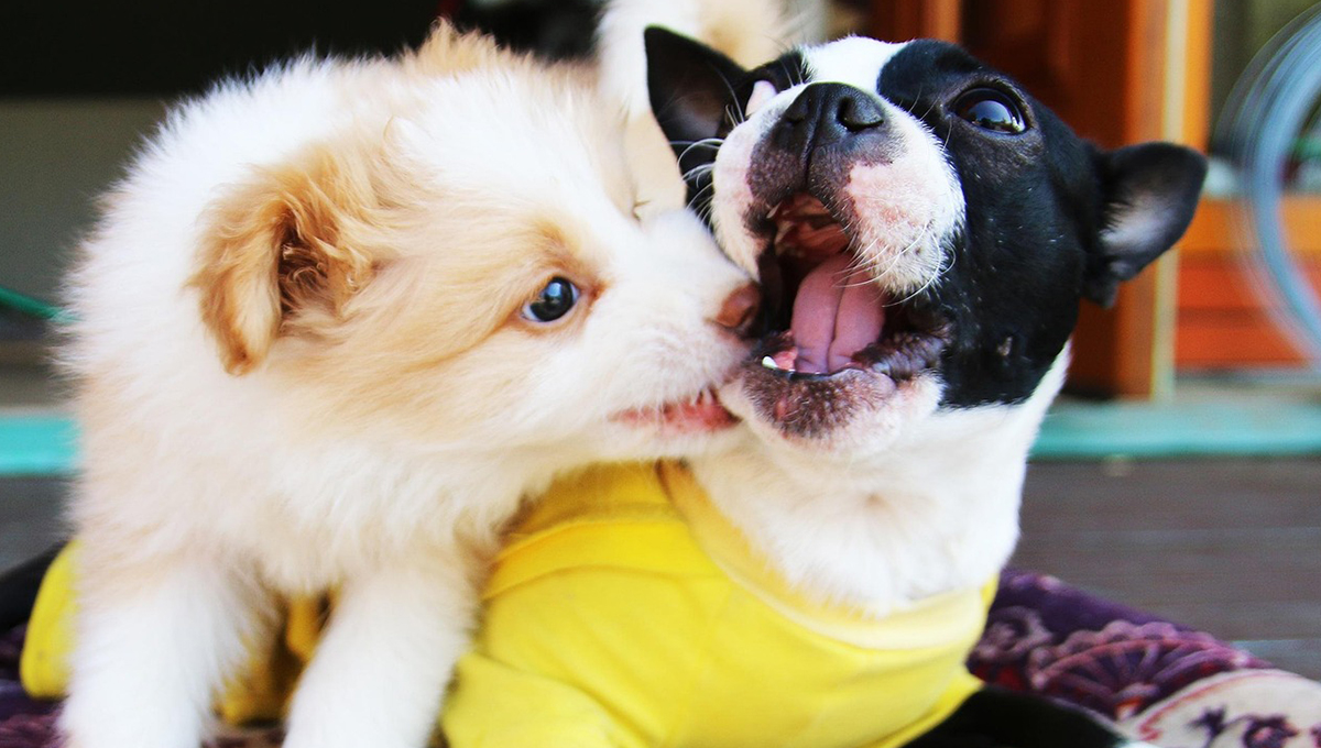 CDMX tendrá Adoptatón: fecha y lugar para que adoptes a tu nueva mascota