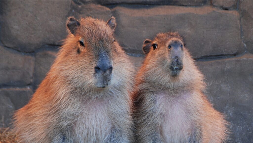 Capibaras en peligro