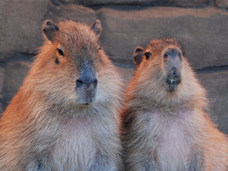 Capibaras en peligro