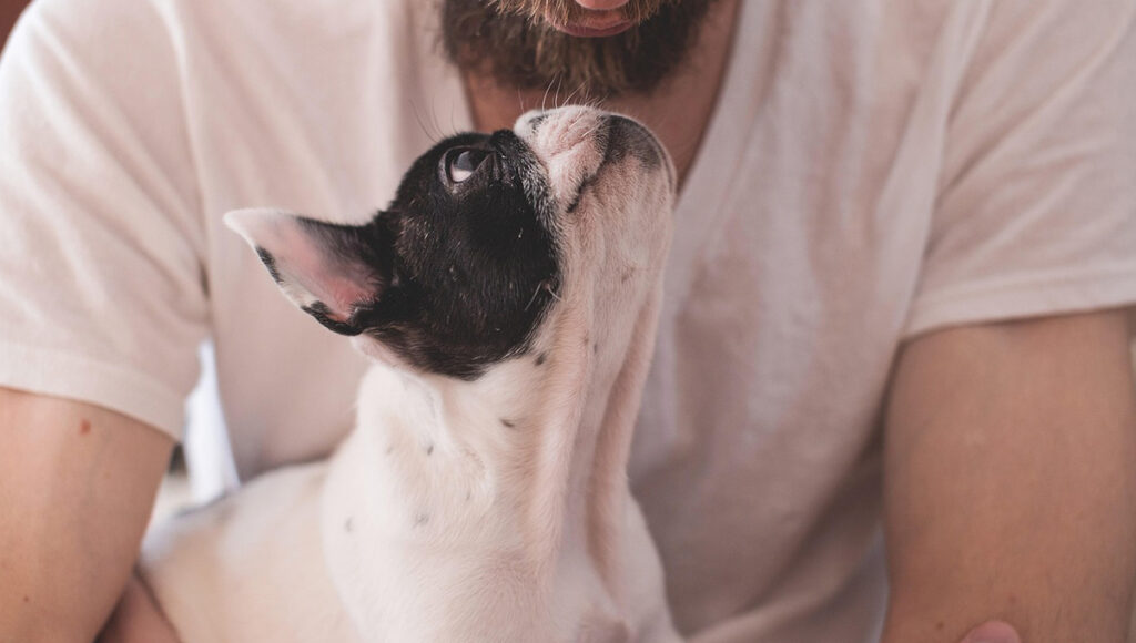 Cómo elegir el mejor servicio funerario para tu mascota y darle un despido digno