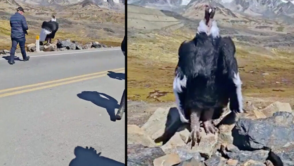 Cóndor Andino es avistado en VIDEO e impresiona a turistas con su majestuosidad