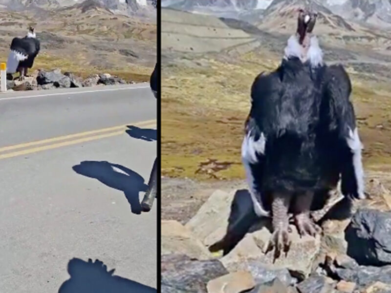 Cóndor Andino es avistado en VIDEO e impresiona a turistas con su majestuosidad