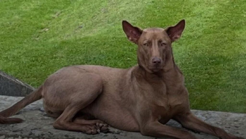 Conoce a Buttons, la perrita de Liam Gallagher, cantante de Oasis
