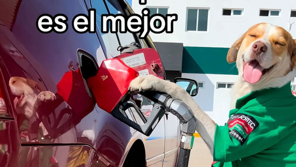Conoce a Mailo, el perrito que fue ABANDONADO en gasolinera pero logró salir adelante