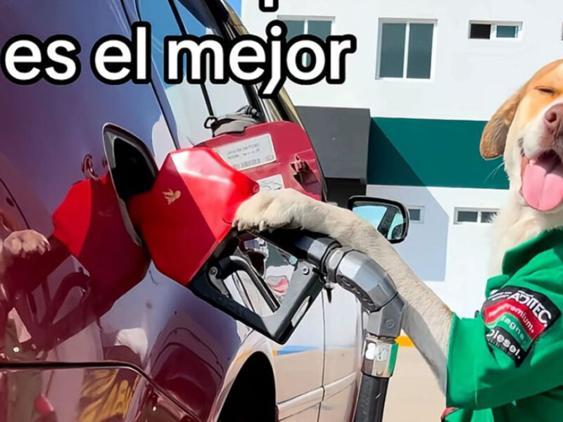Conoce a Mailo, el perrito que fue ABANDONADO en gasolinera pero logró salir adelante
