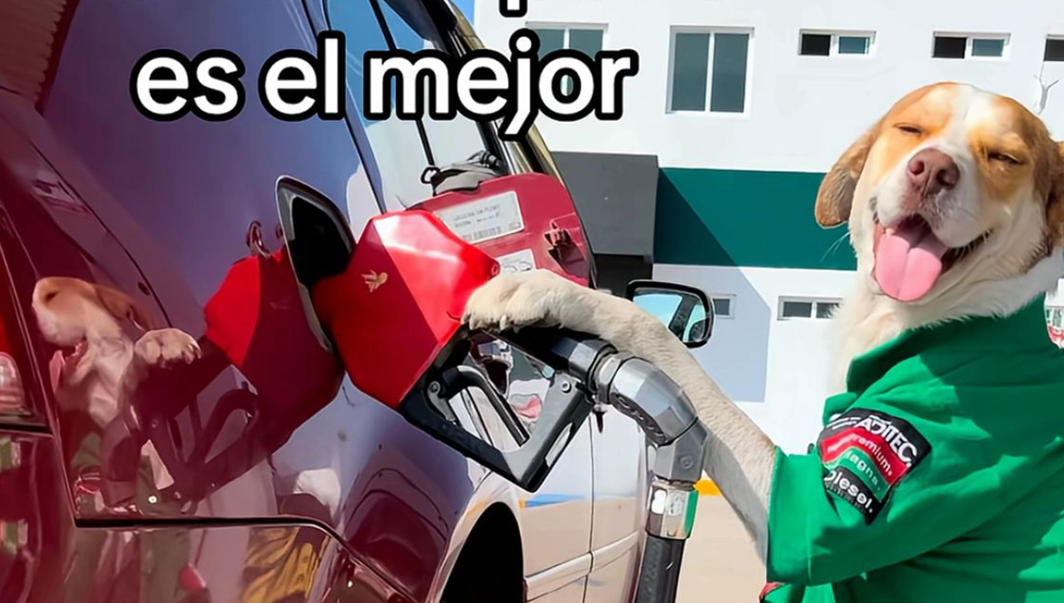 Conoce a Mailo, el perrito que fue ABANDONADO en gasolinera pero logró salir adelante