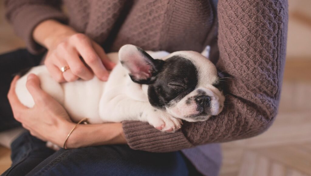 Consejos para dormir con tu perro y no tener problemas de salud