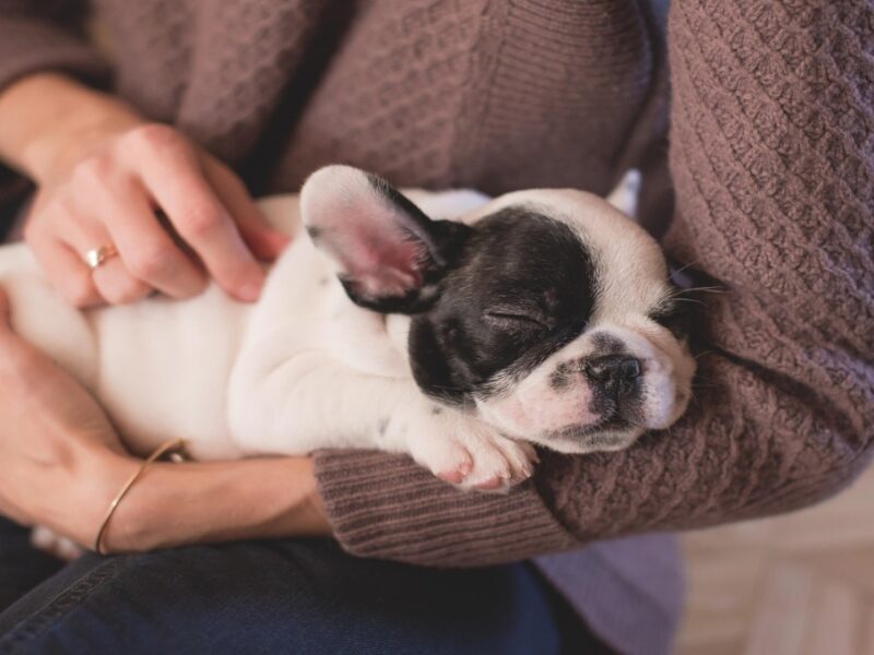 Consejos para dormir con tu perro y no tener problemas de salud