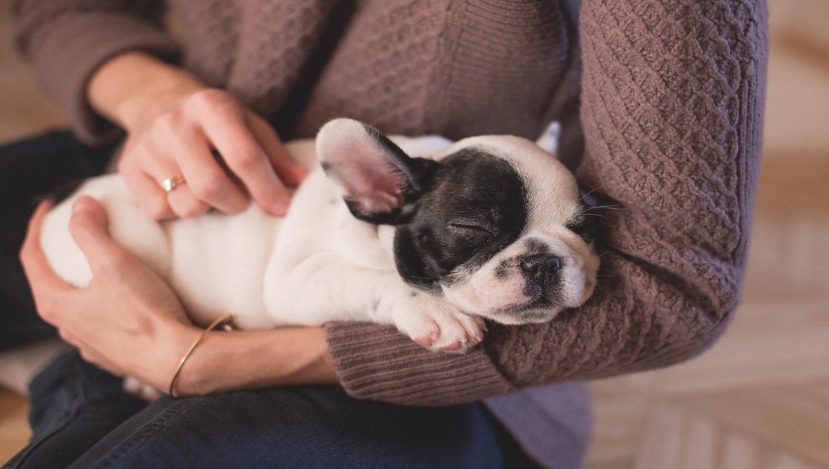 Consejos para dormir con tu perro y no tener problemas de salud