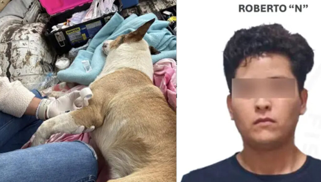 Critican falta de justicia en Morelos tras leve castigo de hombre que golpeó hasta matar a perro
