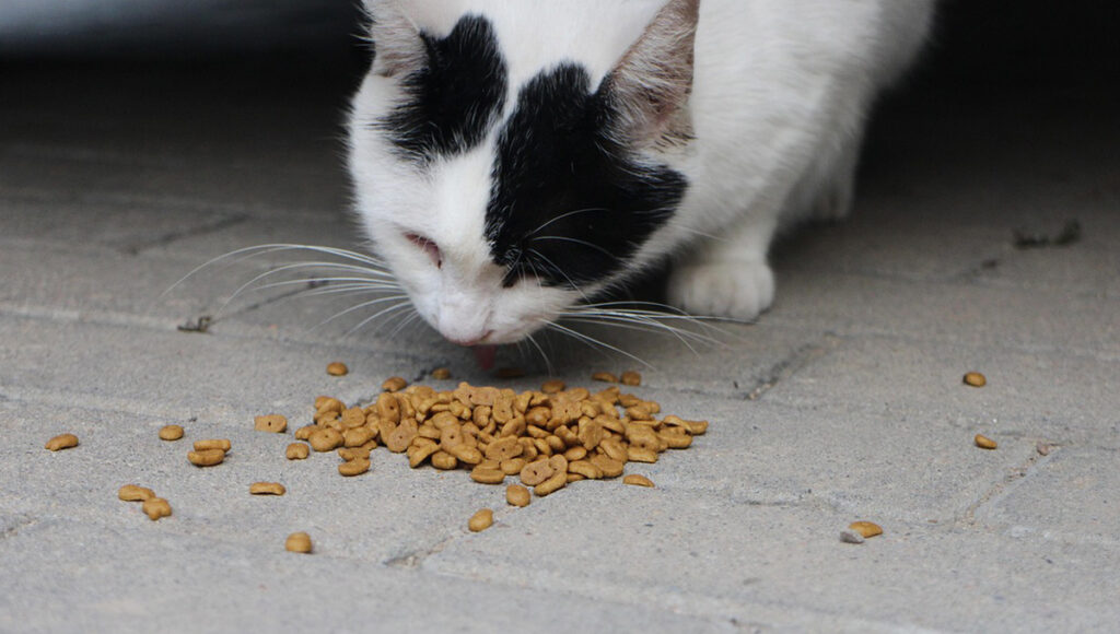 Croquetas Minino para gatos: qué tan buenas son según Profeco y cuánto cuestan