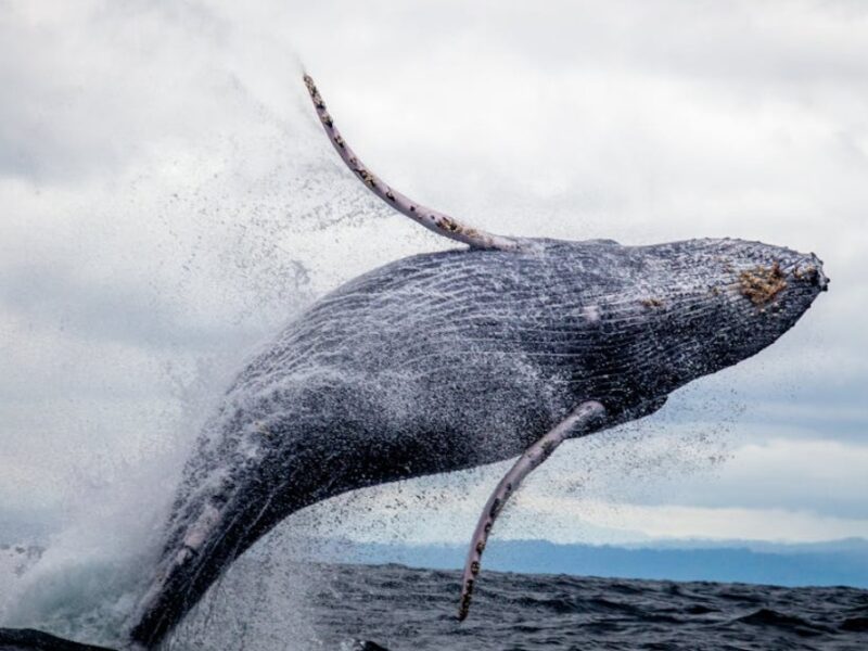 por que el 23 de julio se celebra el dia mundial de las ballenas