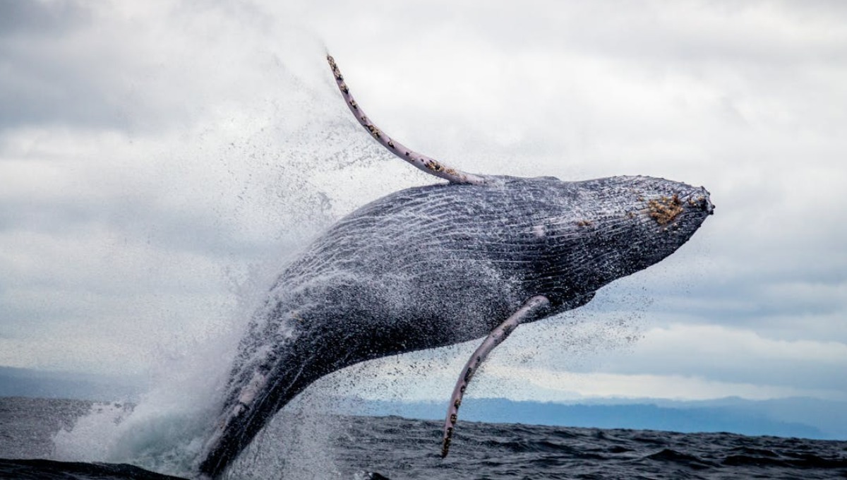 por que el 23 de julio se celebra el dia mundial de las ballenas