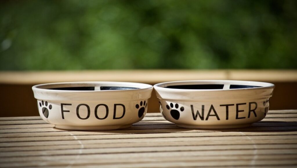 Dieta para perros con problemas renales