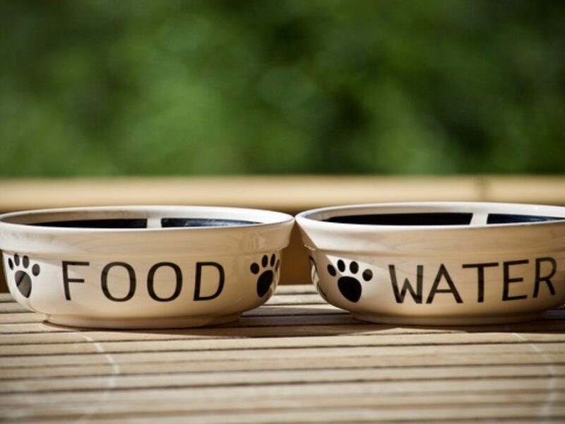 Dieta para perros con problemas renales