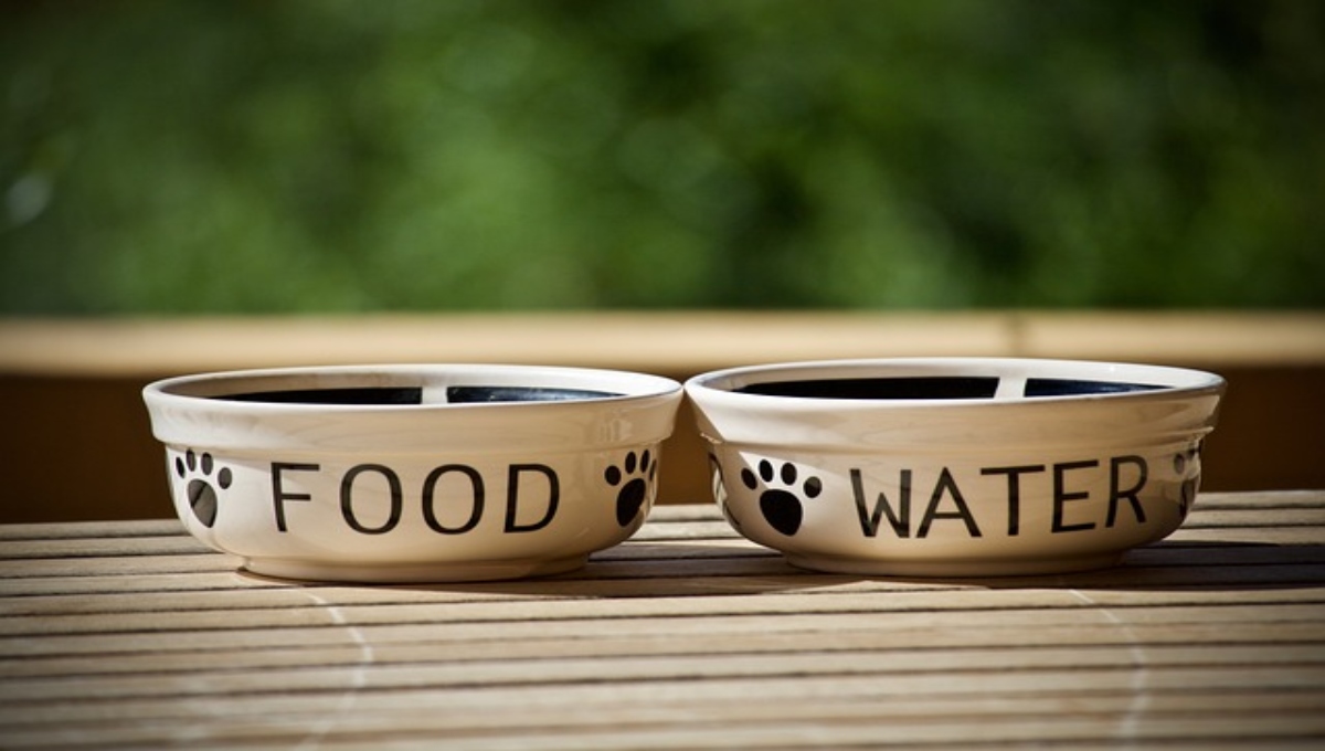 Dieta para perros con problemas renales