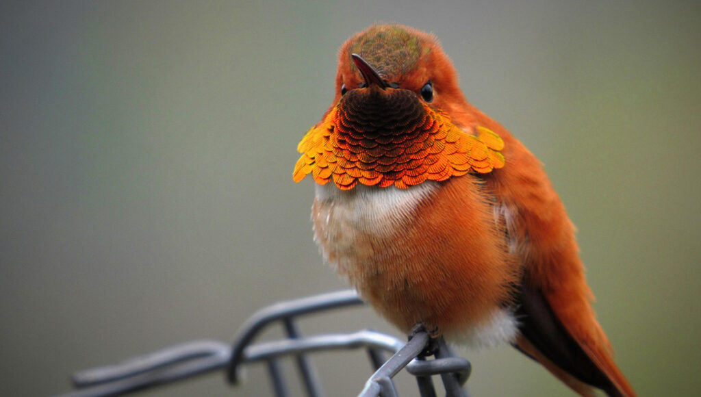 Encontrar un pájaro muerto: Significado espiritual e interpretación