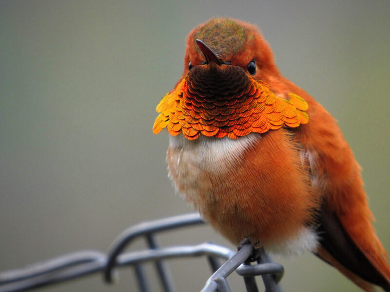Encontrar un pájaro muerto: Significado espiritual e interpretación