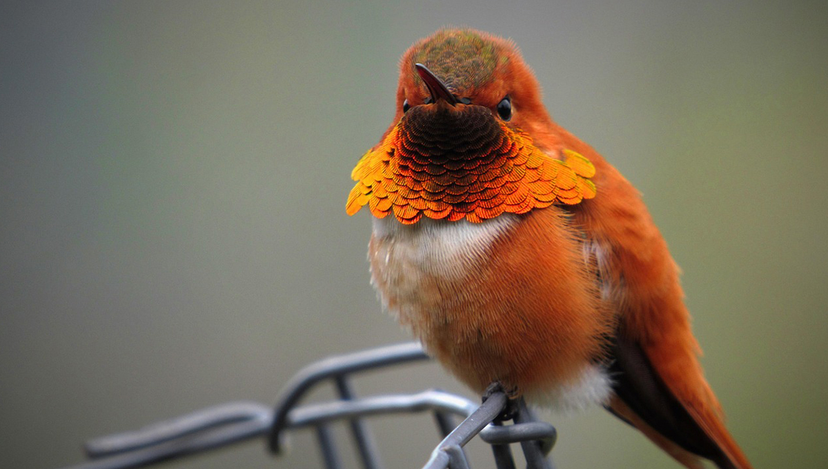 Encontrar un pájaro muerto: Significado espiritual e interpretación