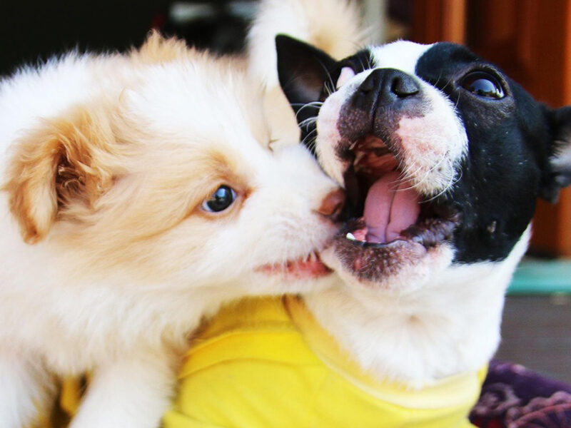 Estudio revela qué es lo que piensan los perritos cuando ven televisión