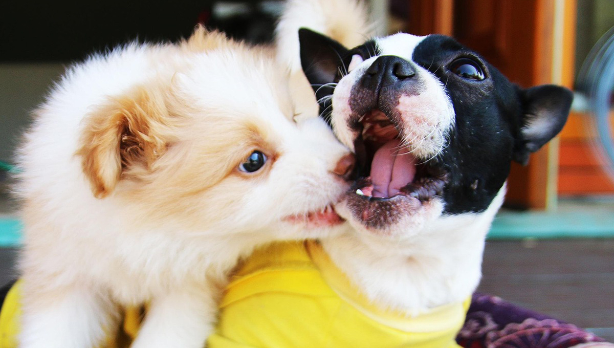 Estudio revela qué es lo que piensan los perritos cuando ven televisión