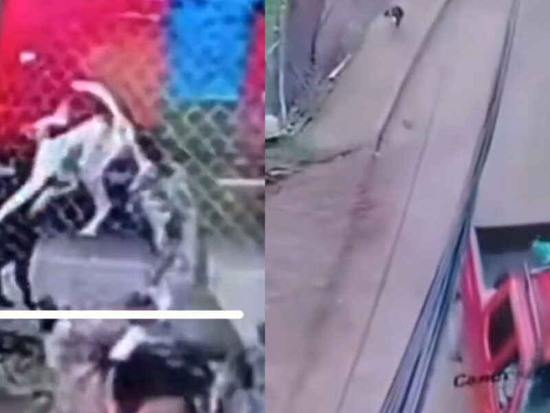 Exigen JUSTICIA por perrito que fue aventado para ser atacado por perros más grandes