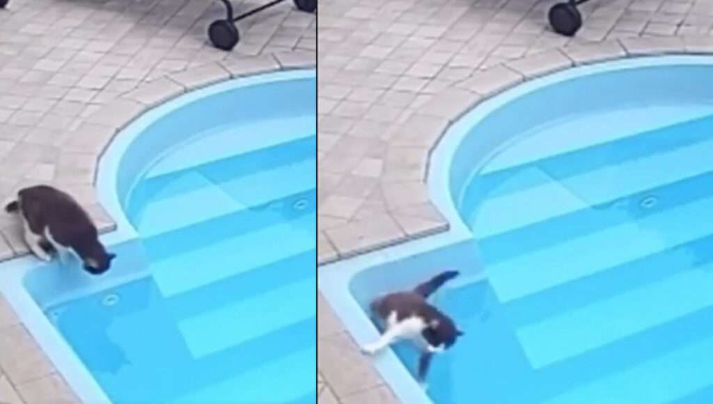 Gatito CAE a alberca y su reacción sorprende a todos