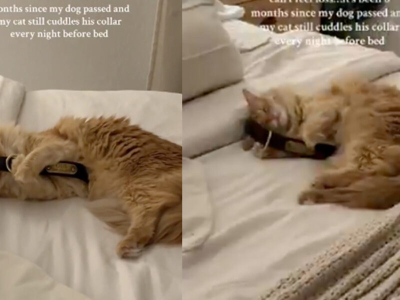 Gatito abraza collar de su amigo perro que murió: VIDEO