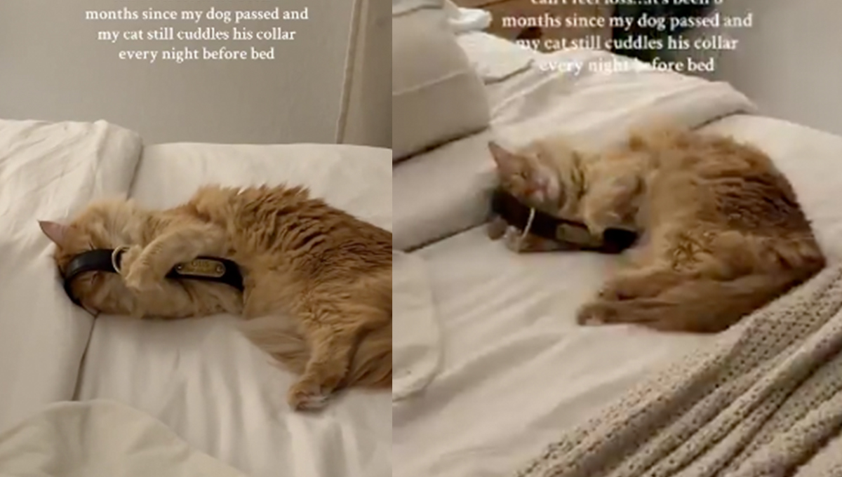 Gatito abraza collar de su amigo perro que murió: VIDEO
