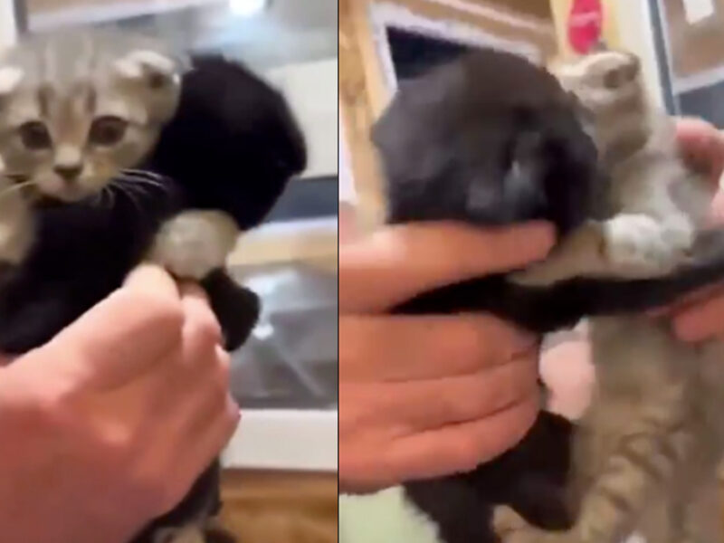 Gatitos bebés NO quieren separarse y obligan a que los adopten juntos