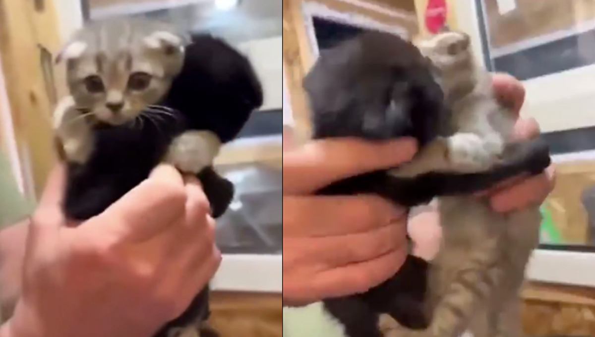 Gatitos bebés NO quieren separarse y obligan a que los adopten juntos