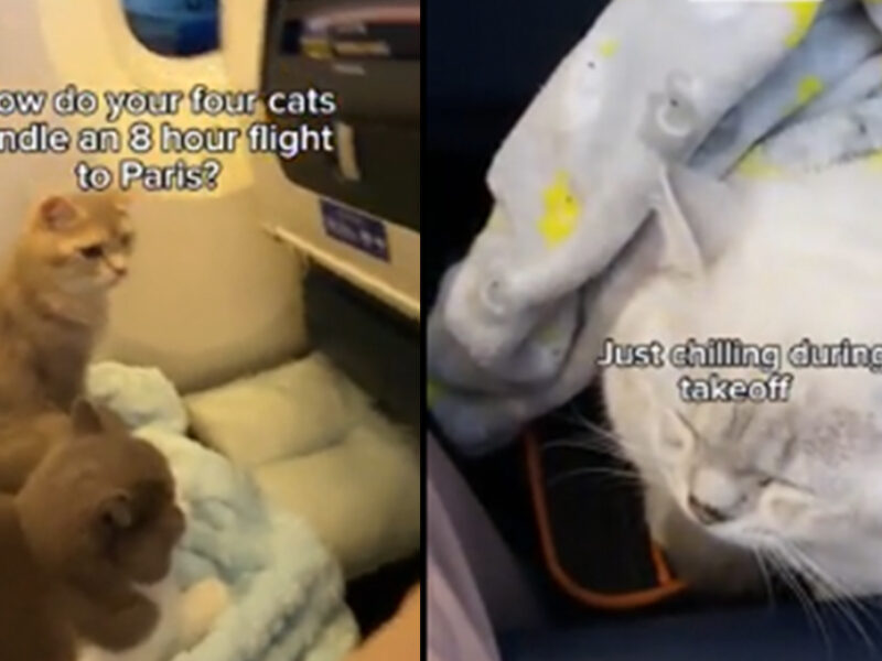 Gatitos hacen un vuelo a París con su familia y su comportamiento sorprende a viajeros
