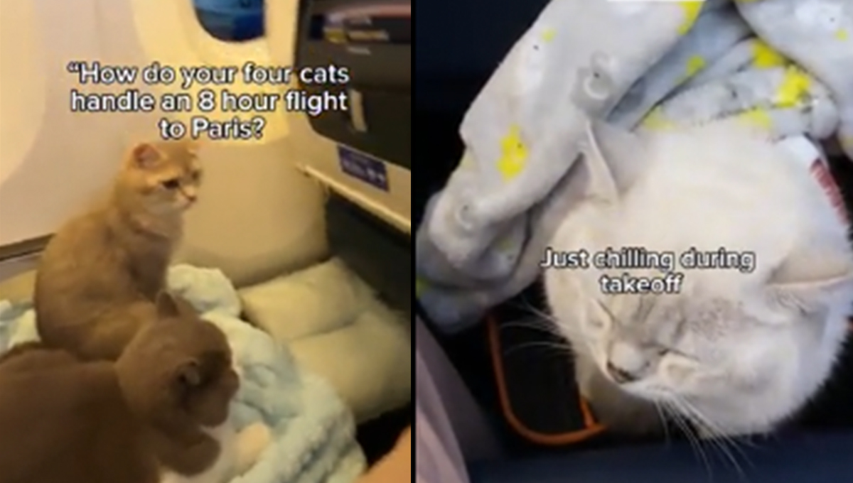 Gatitos hacen un vuelo a París con su familia y su comportamiento sorprende a viajeros