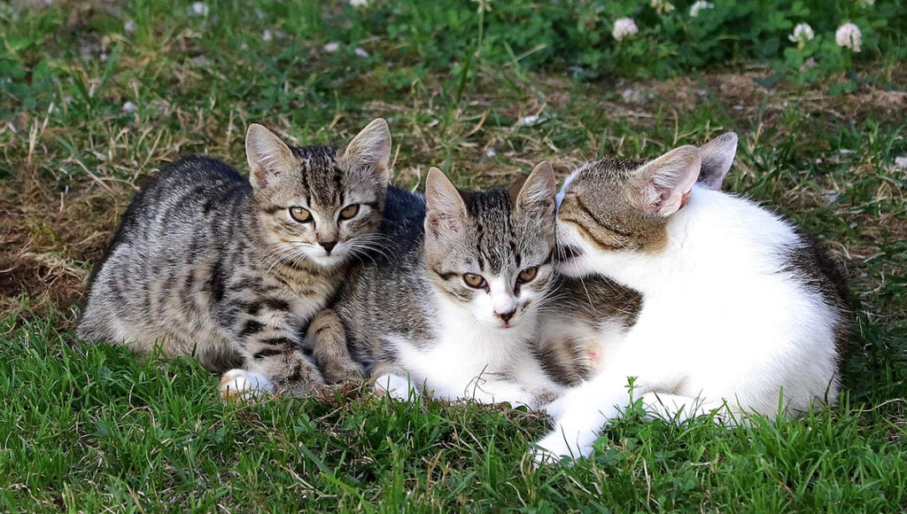 Gatos: ¿Qué significa cuando uno de la calle se frota en ti?